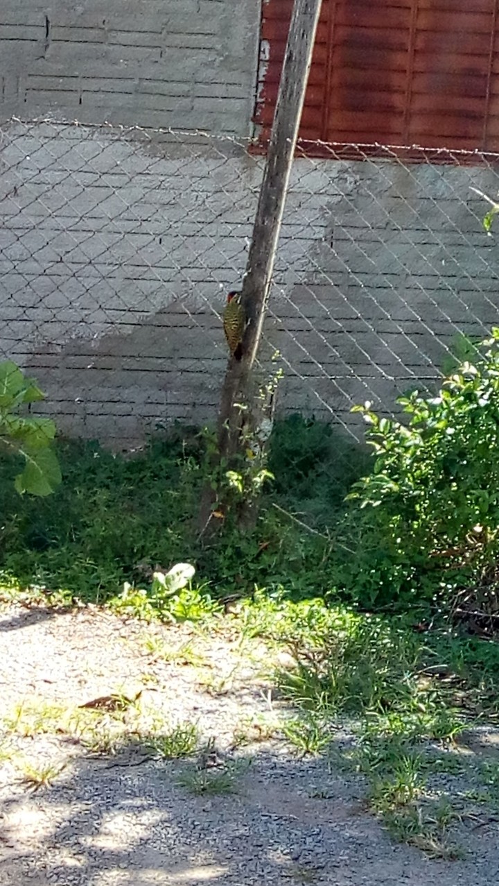 natureza
