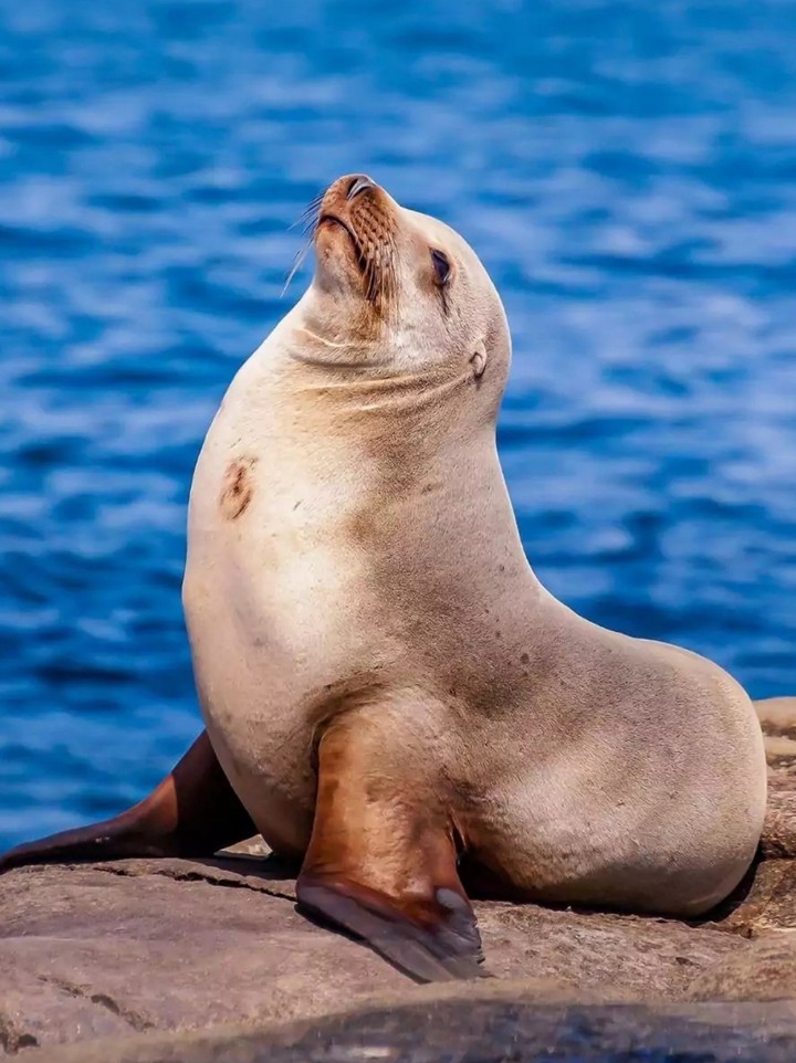 seal