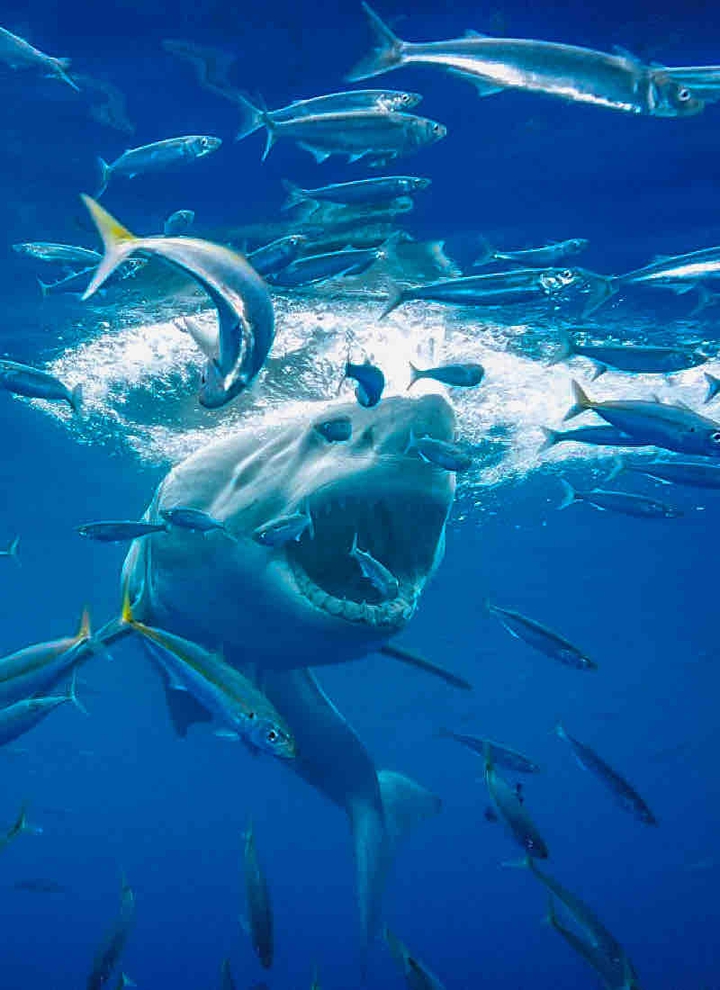 Shark