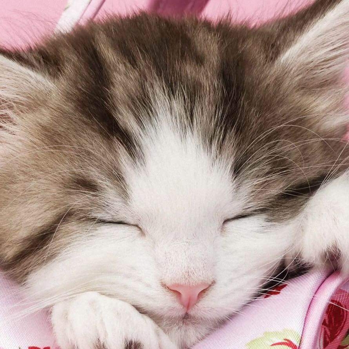 眠り猫