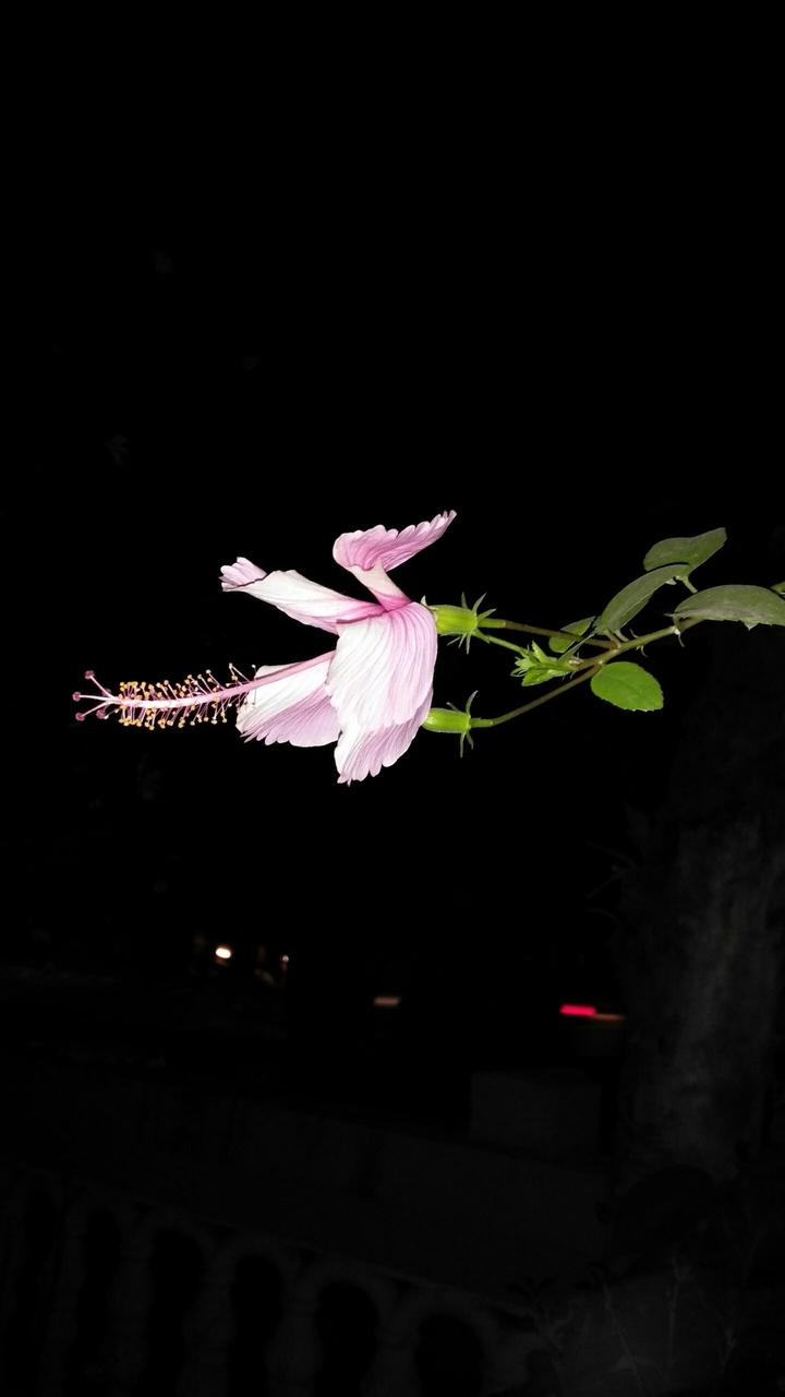 Night time flower