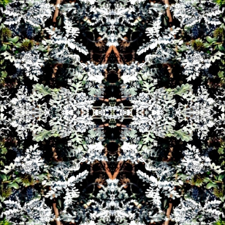 Twin mirror app use on flowers