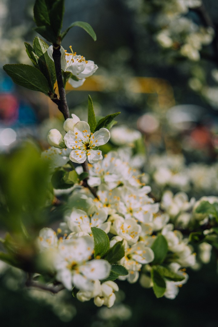 spring flowers
