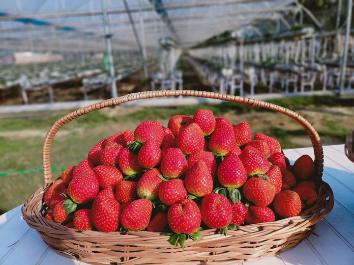 Hydroponic Strawberry