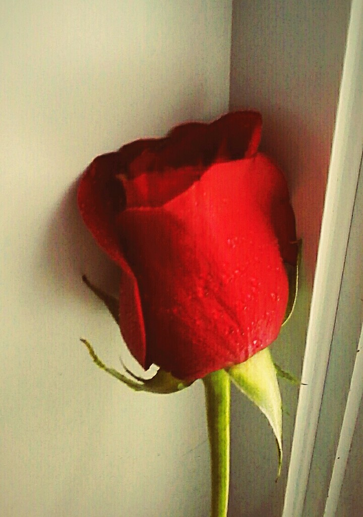 la rose du matin