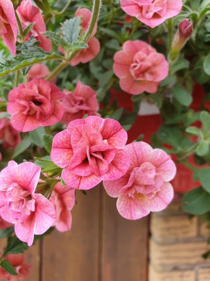 pink flowers