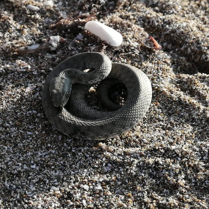 Snake