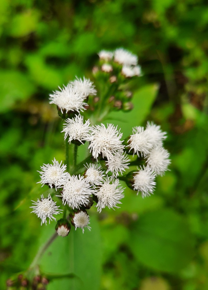 White Flower