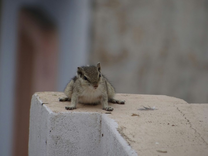 squirrel