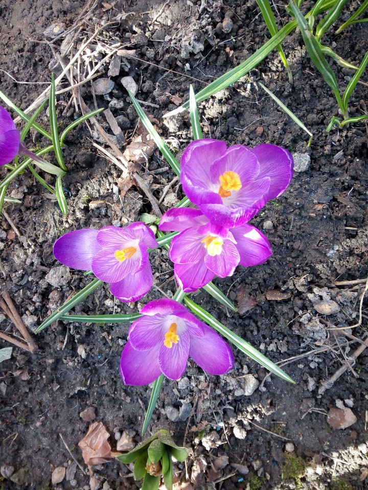 Violet