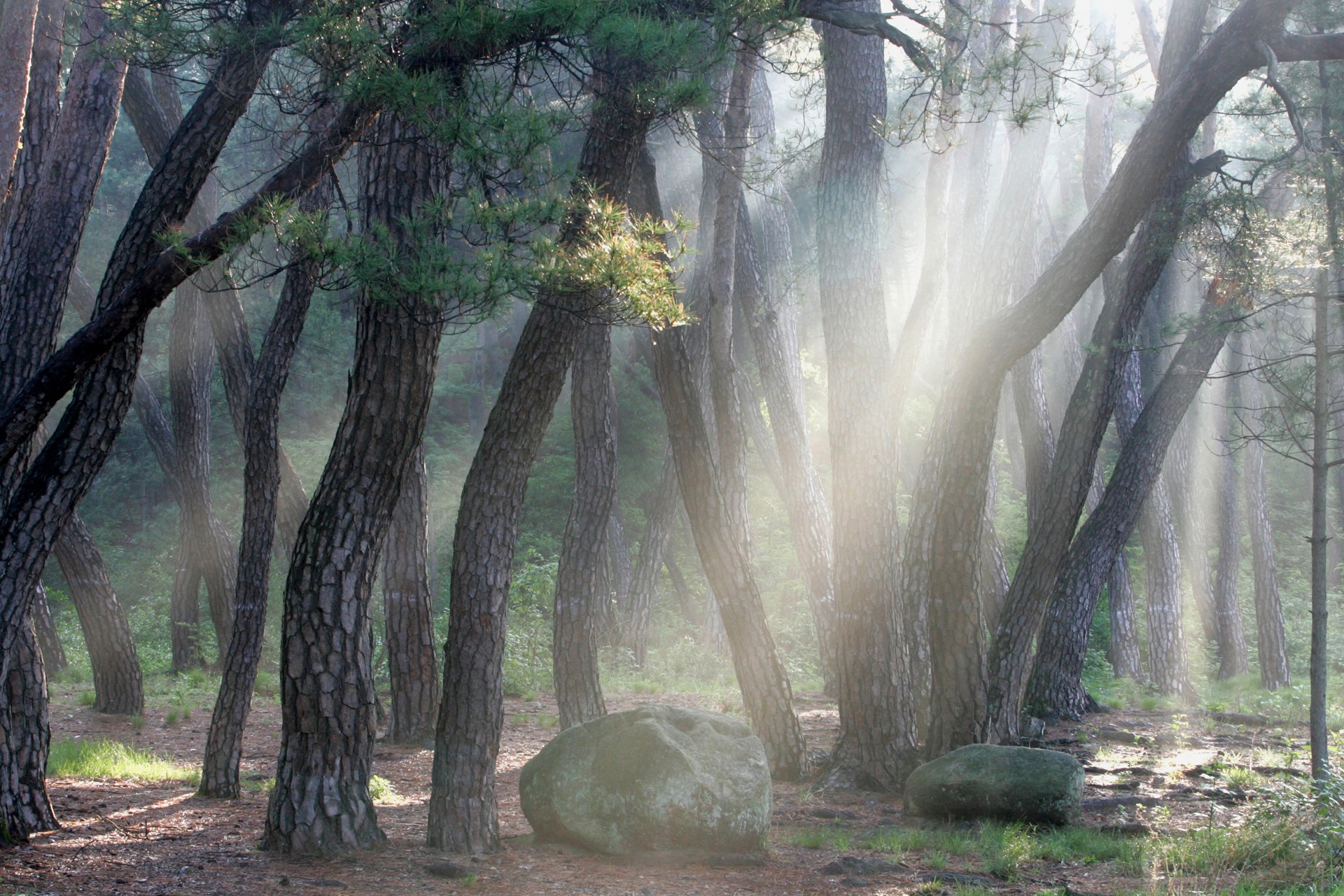 Green forest