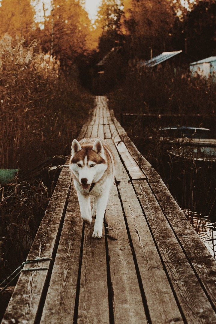 Husky dog