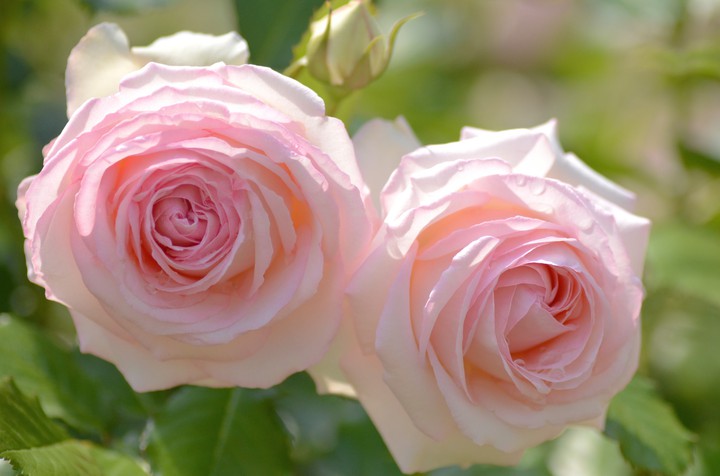 rose