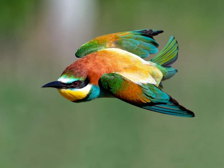 Colorful