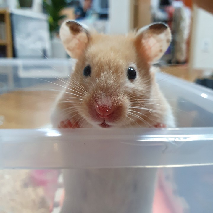 행복이