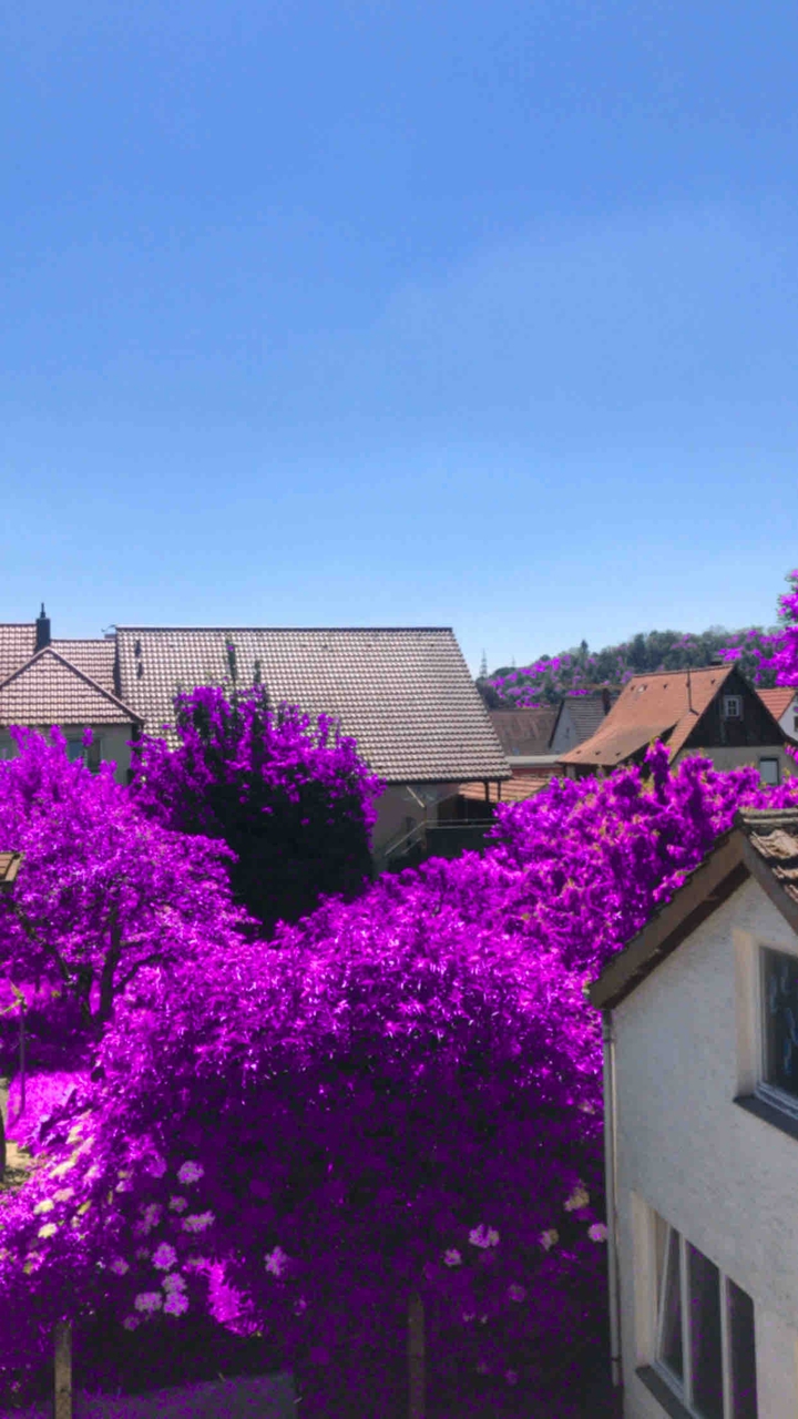 purple ?