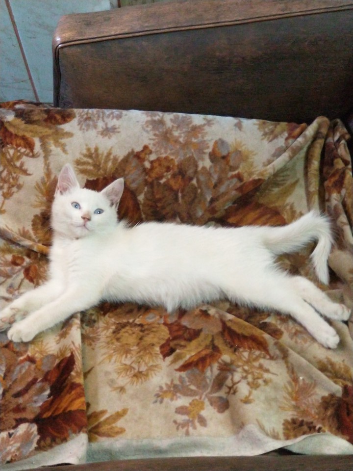 Luna
