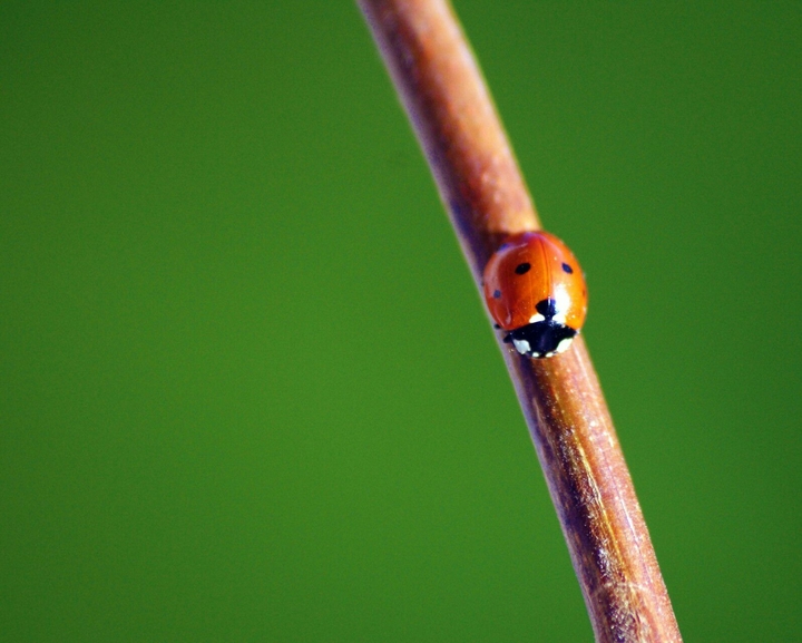 Petite coccinelle
