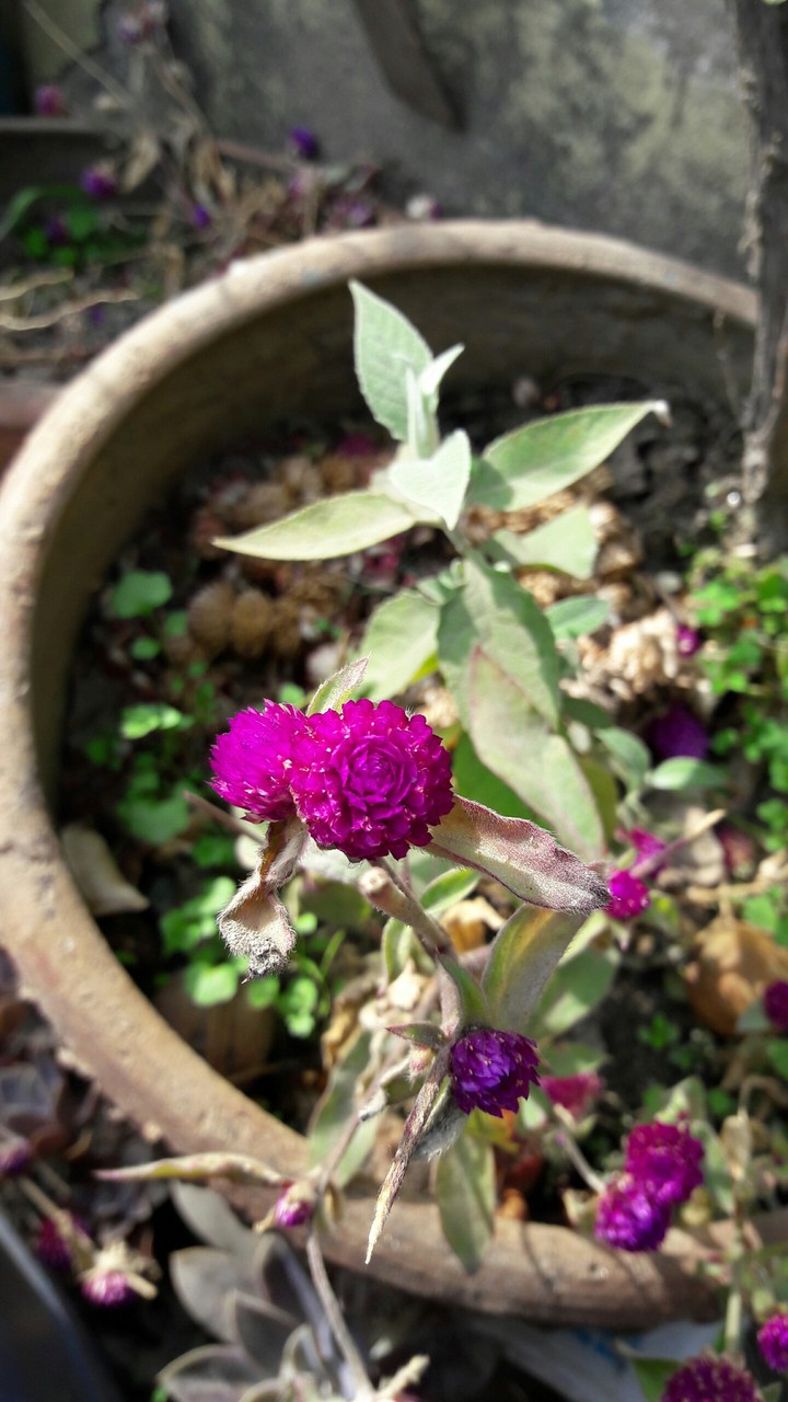 flowers