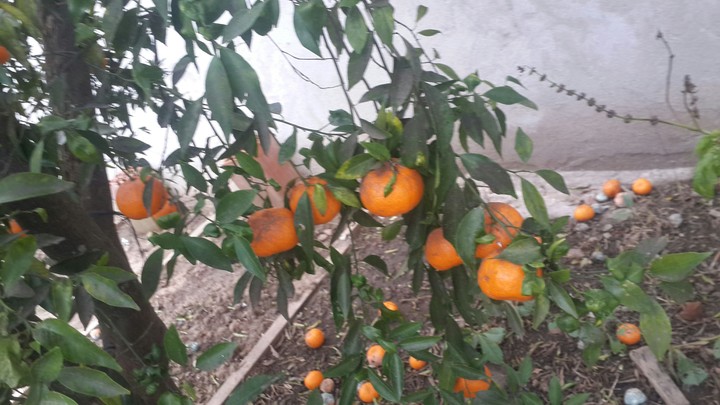 natura