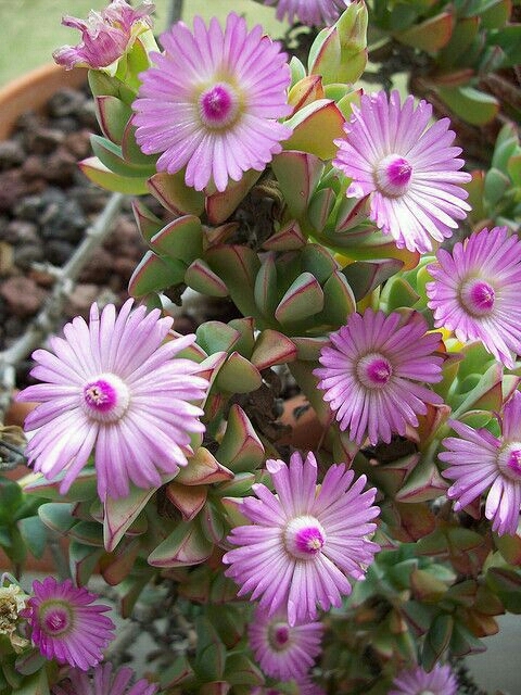 Succulent