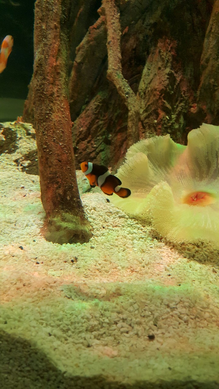 clownfish