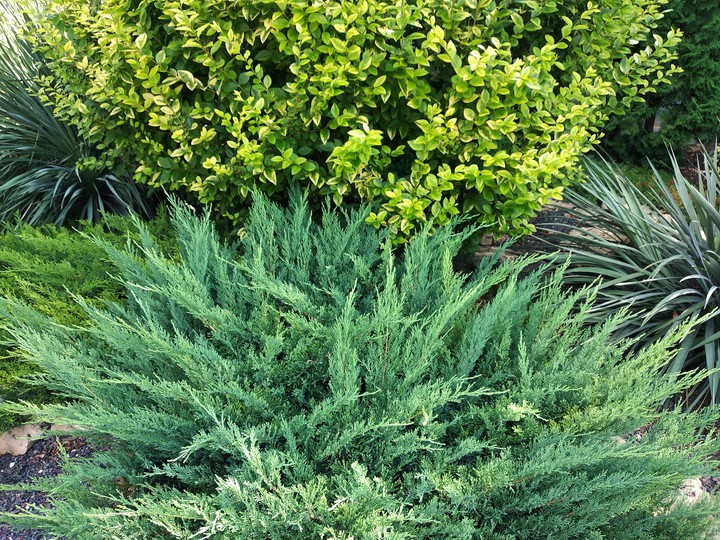 greenery