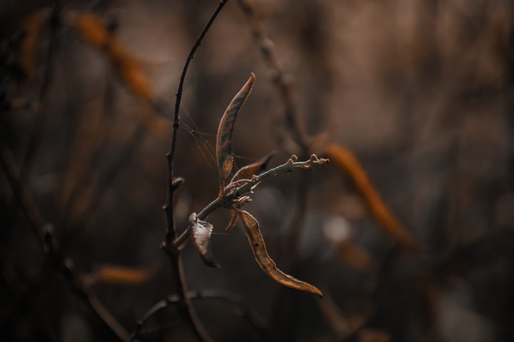 leaf