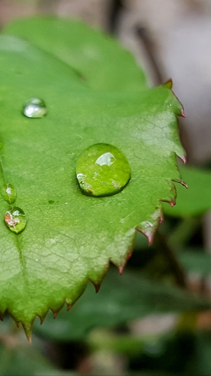 Rain drop