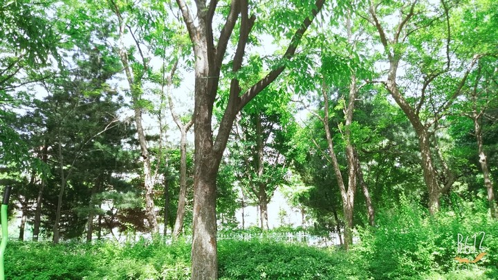 나무