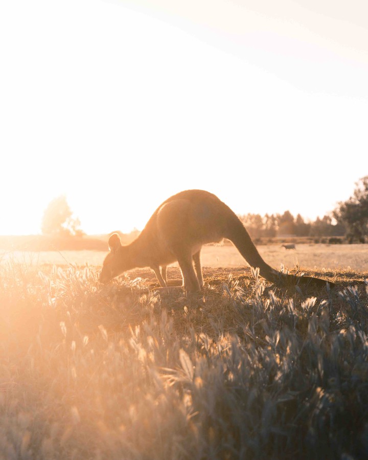 Pray for Australia
