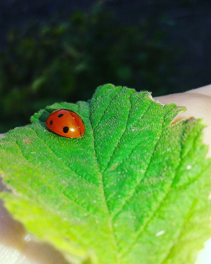 .