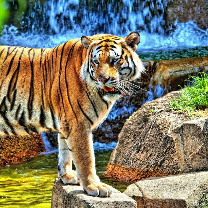 Tiger