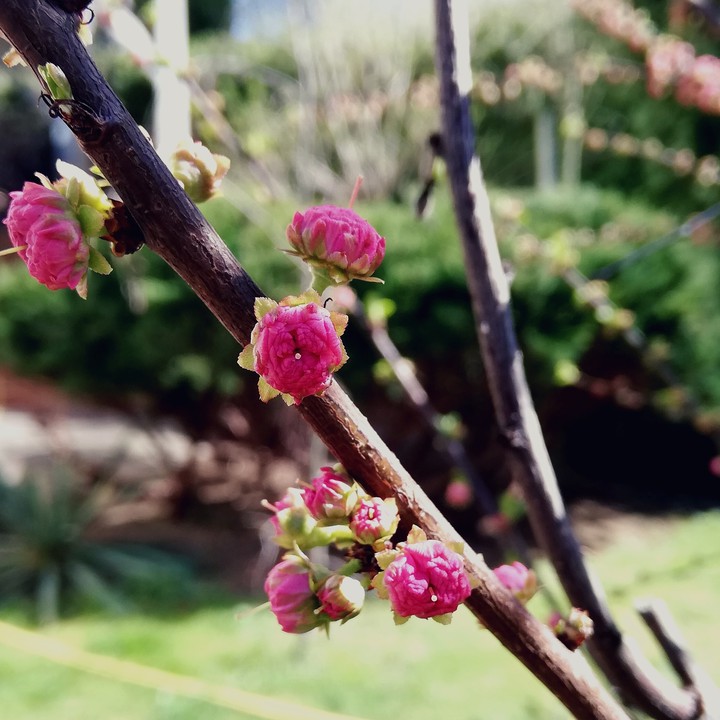 bloom