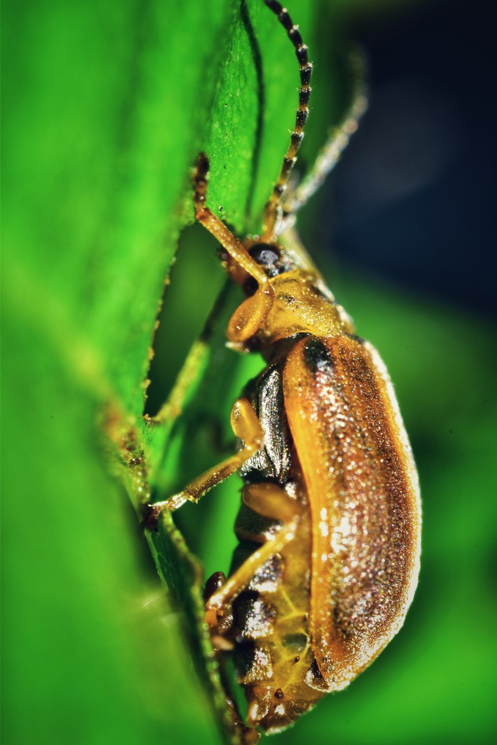macro