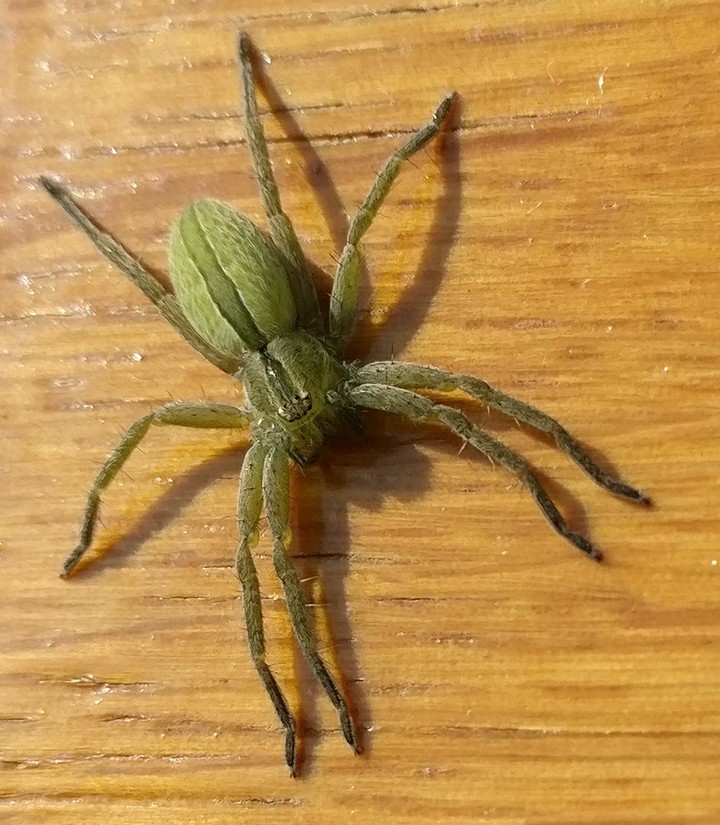 araignée verte