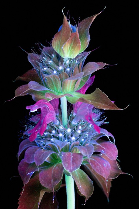 тапети light, purple