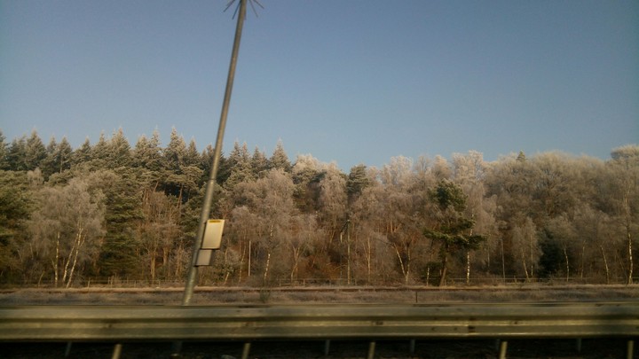 road forrest