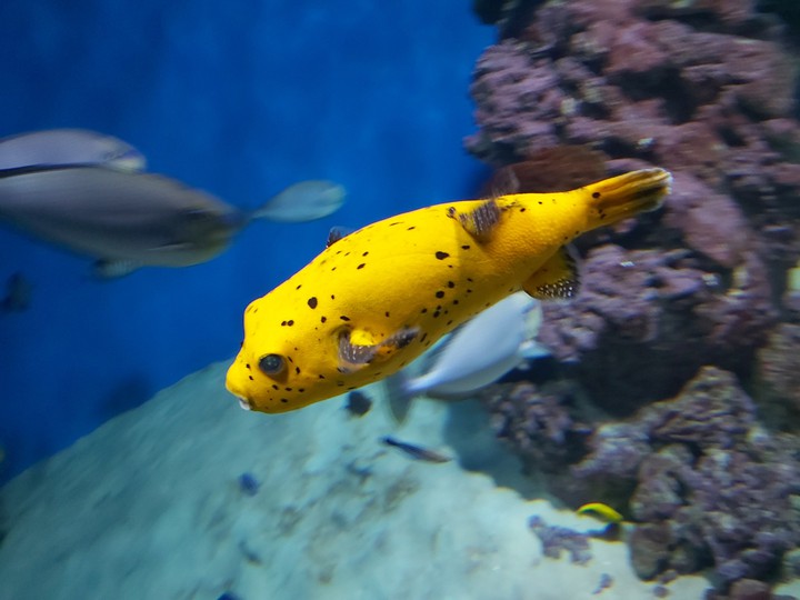 Fish