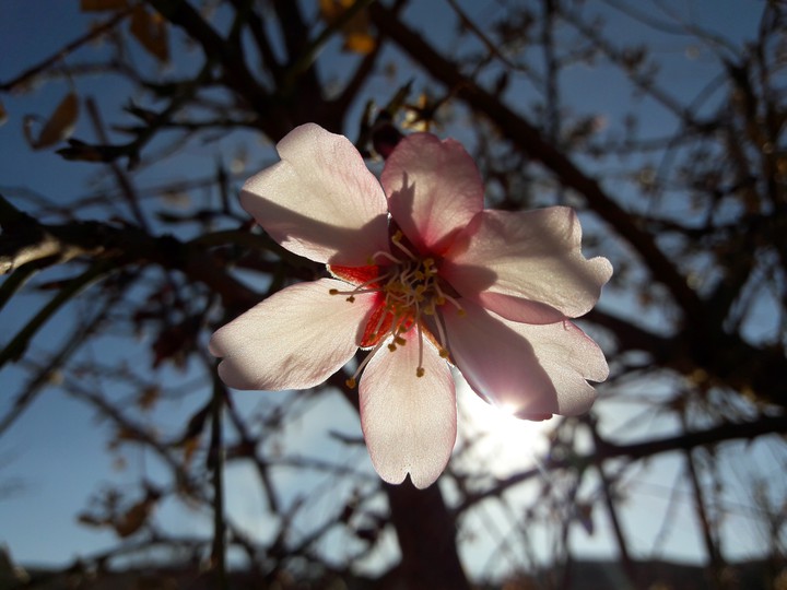 Spring