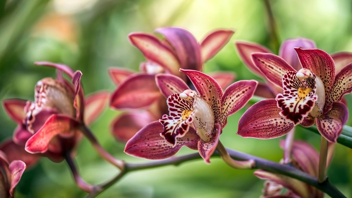 orchid