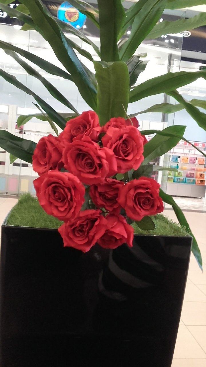 red roses