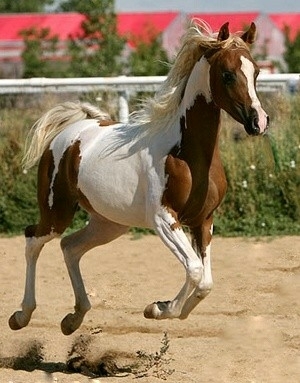 All The Pretty Horses 19