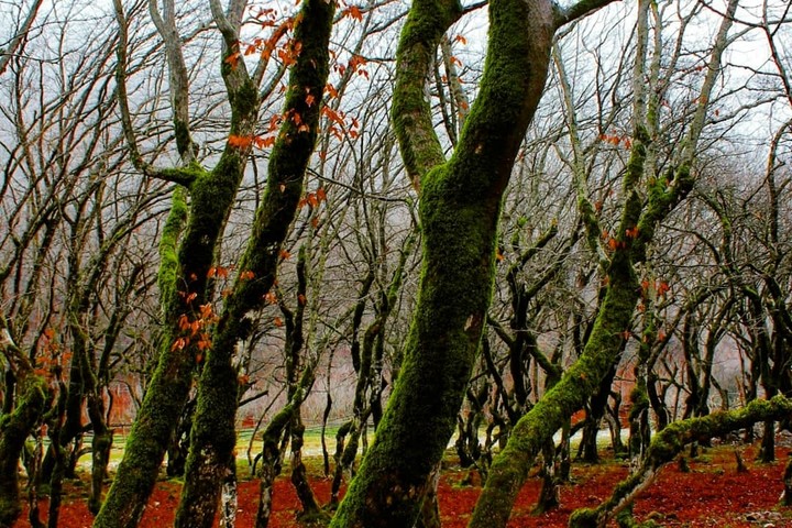 Nature