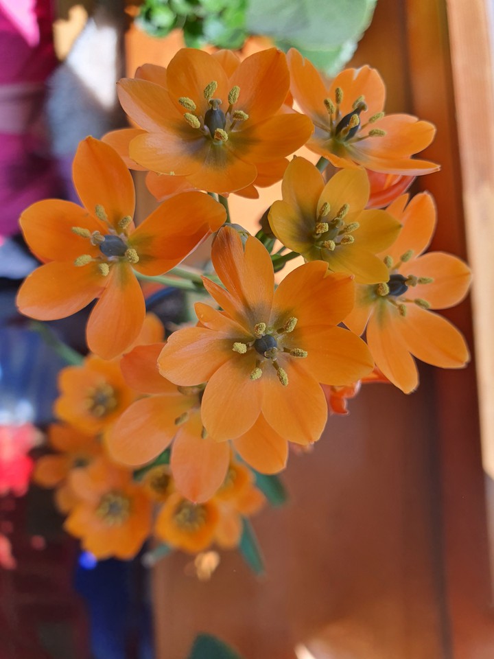 orange