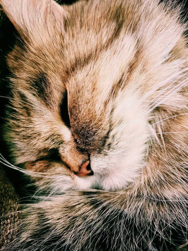 #cat #nice