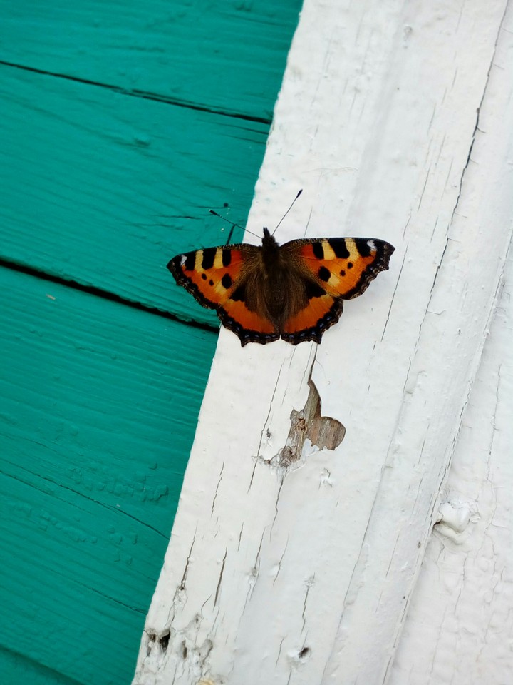 butterfly