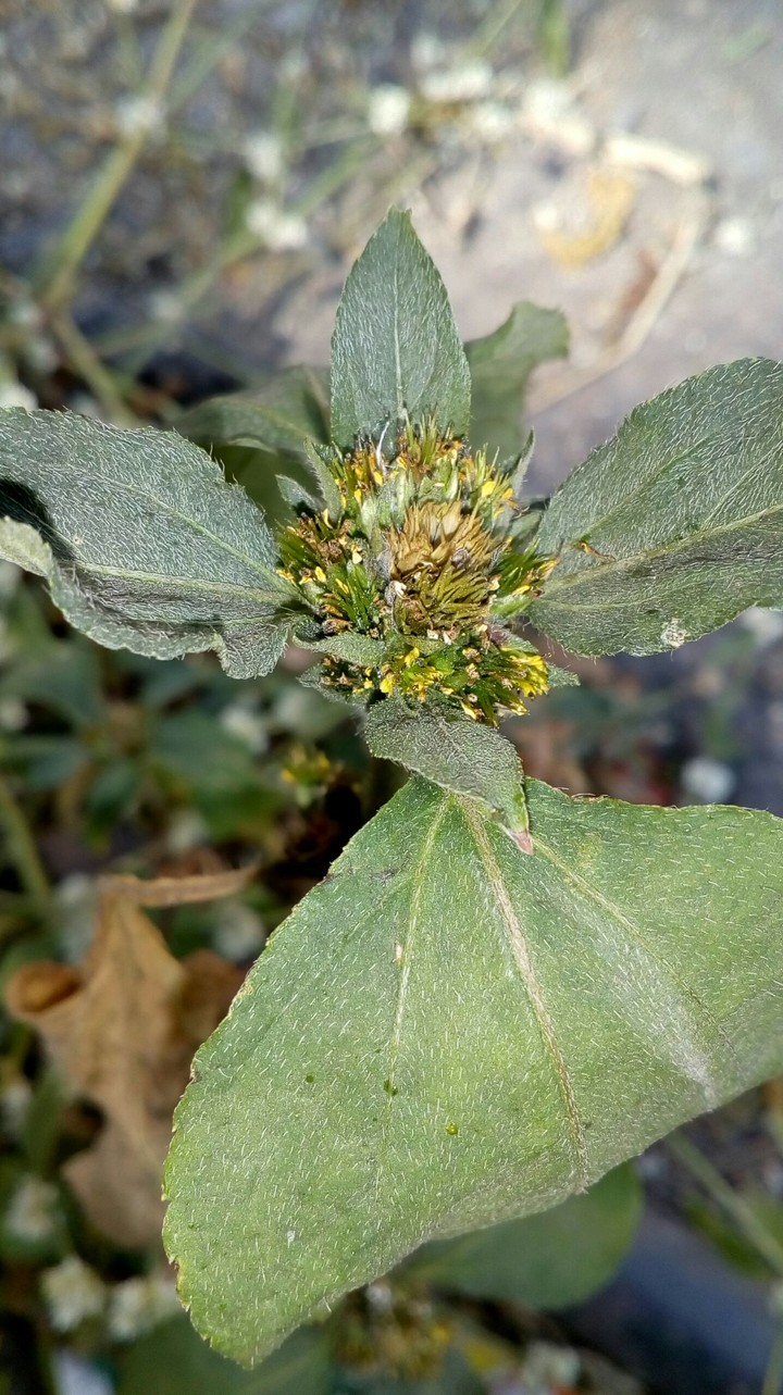 plant