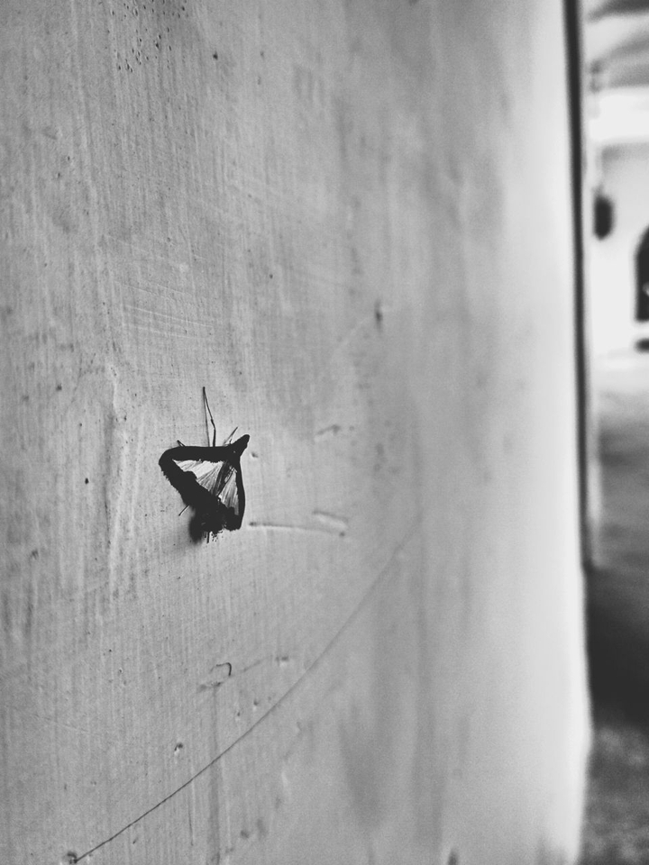 moth