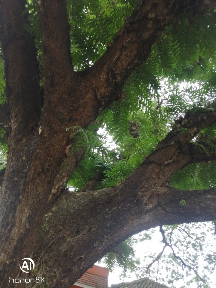 green tree
